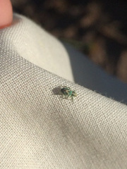 Coniatus splendidulus