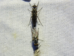 Ozodiceromyia notata