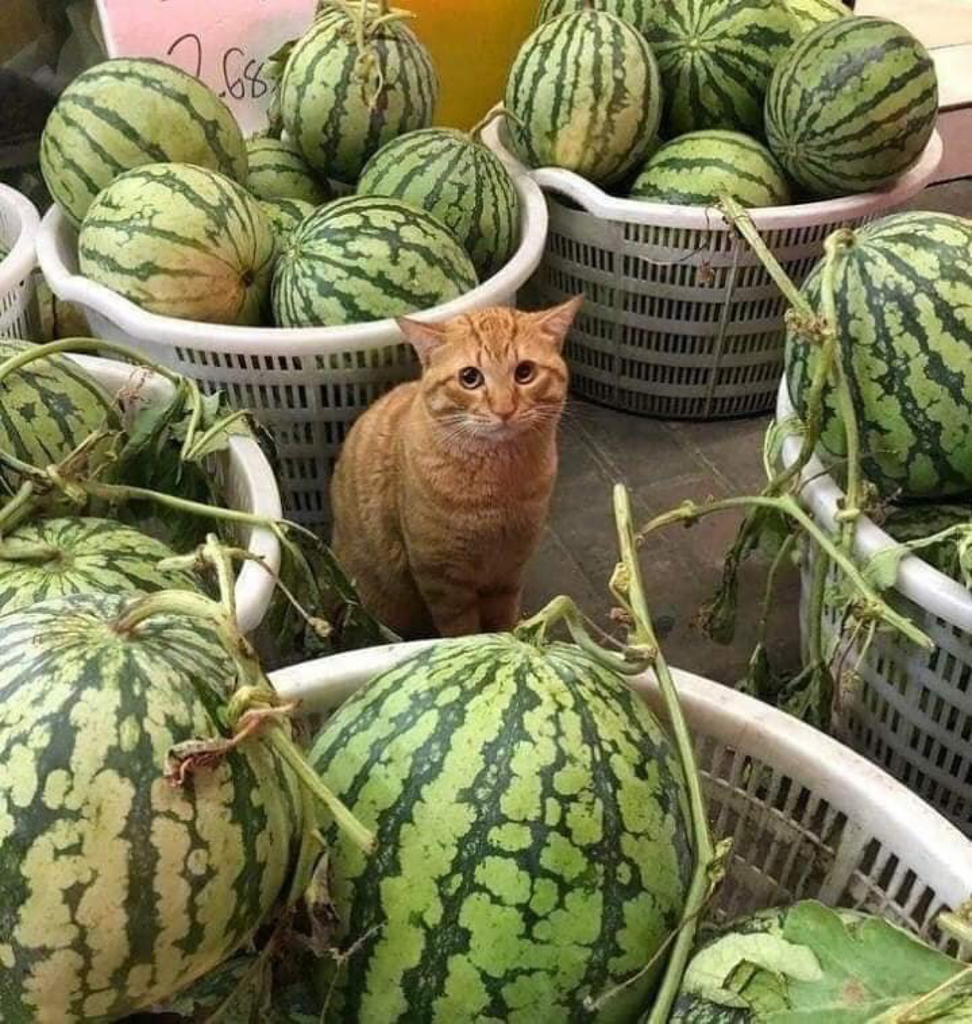 Watermelon