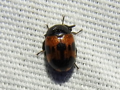 Diaperis nigronotata