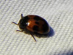 Diaperis nigronotata