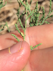 Coniatus splendidulus