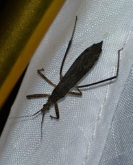 Pygolampis pectoralis