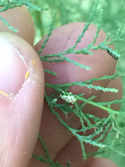 Coniatus splendidulus