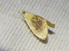 Glaphyria fulminalis