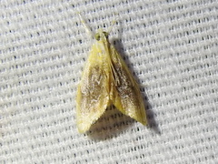 Glaphyria fulminalis