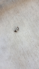 Dermestes marmoratus