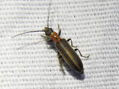 Oxycopis mimetica