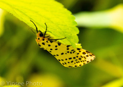 Juxtarctia multiguttata