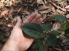 Leichhardtia rostrata