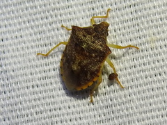 Dendrocoris