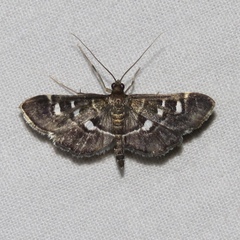 Diathrausta harlequinalis