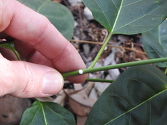 Leichhardtia rostrata