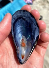 Clione limacina