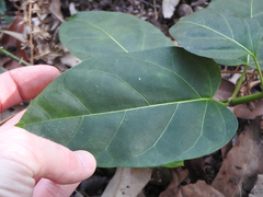 Leichhardtia rostrata