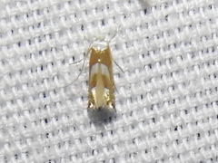 Phyllonorycter fitchella