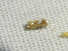 Phyllonorycter fitchella