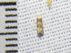 Phyllonorycter fitchella