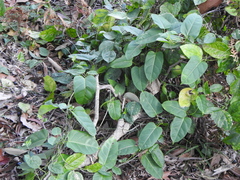 Leichhardtia rostrata