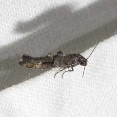 Epermenia albapunctella
