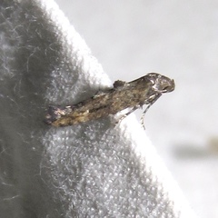 Epermenia albapunctella