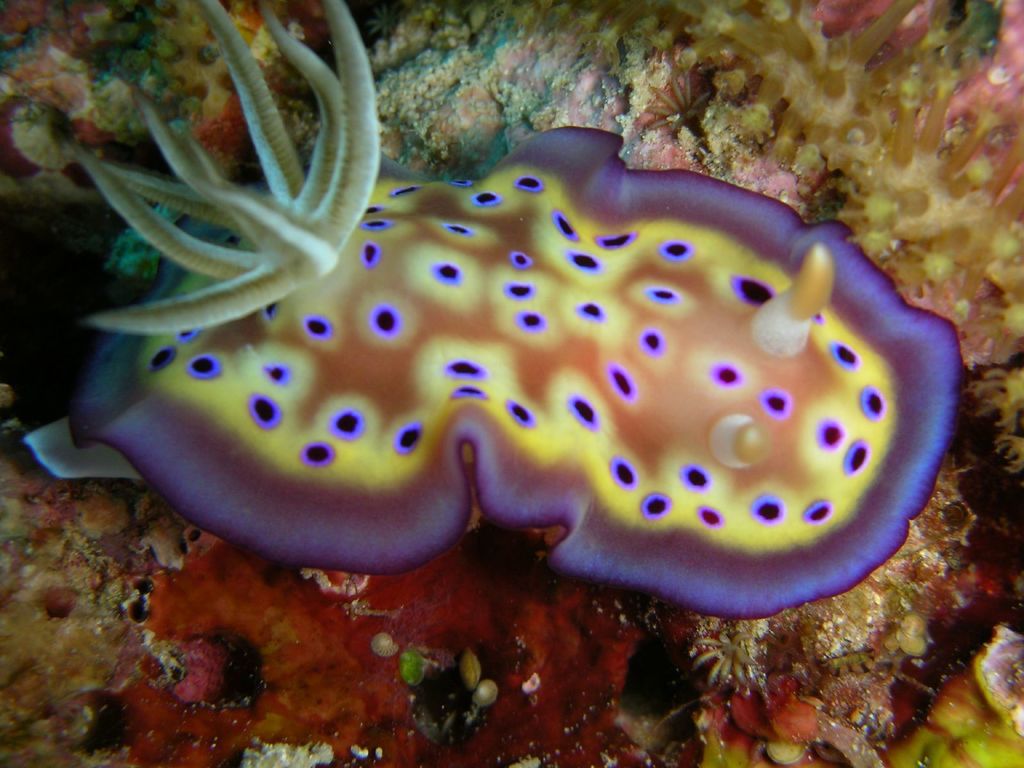 Goniobranchus kuniei