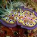 Chromodoris kuniei - Photo (c) Steve Childs, some rights reserved (CC BY)