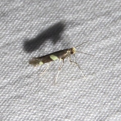 Caloptilia cornusella