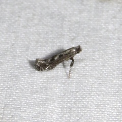 Parornix quadripunctella