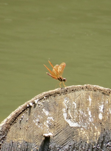 Eastern Amberwing photographed in New Jersey