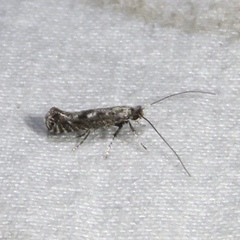 Parornix quadripunctella