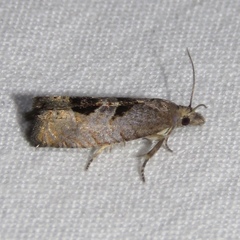 Eucosma tomonana