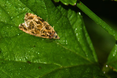 Olethreutes permundana