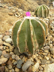 Aztekium
