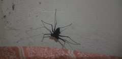 Phrynus operculatus