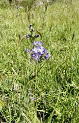 Polemonium occidentale occidentale