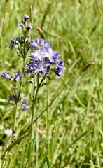 Polemonium occidentale occidentale