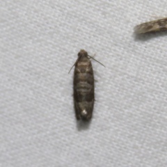 Grapholita packardi