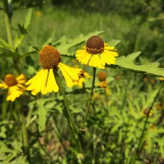 Helenium mexicanum