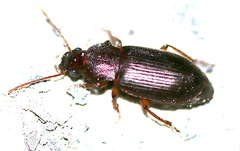 Metophonus