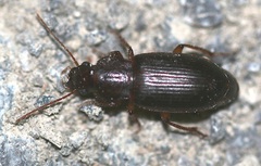 Metophonus