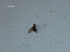 Diacrita costalis