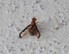 Diacrita costalis