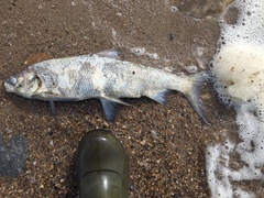 Coregonus clupeaformis