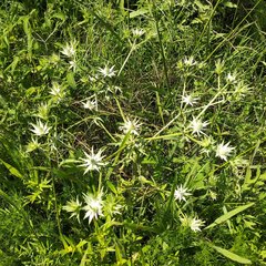 Eryngium heterophyllum