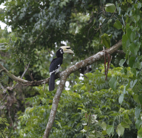 Oriental Pied Hornbill