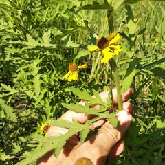Helenium mexicanum
