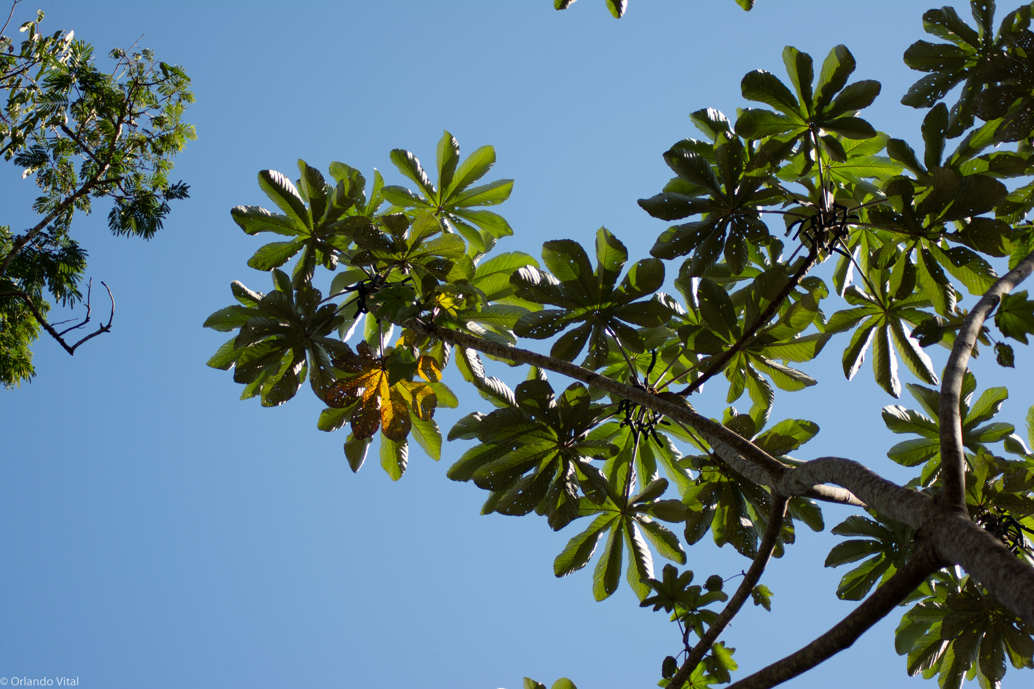 Cecropia hololeuca