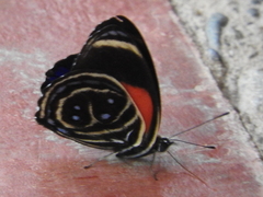 Callicore texa titania