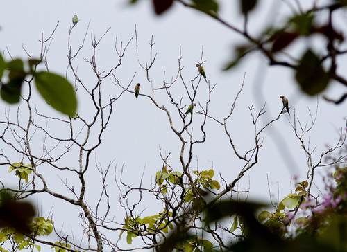 Red-breasted Parakeet